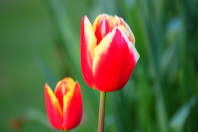 fleur-printemps-moulinduruy