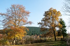 moulin4