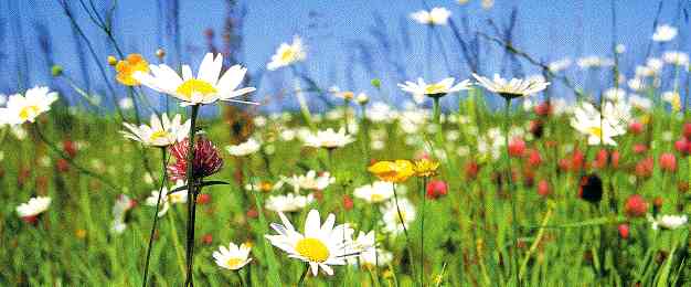 Le printemps ....,